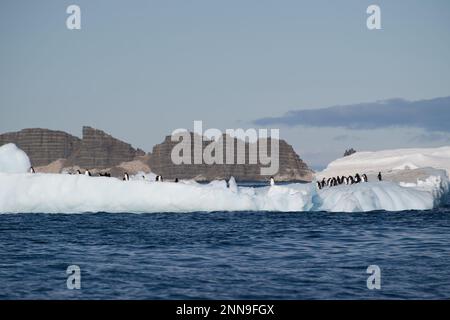 Pingouins d'Adelie sur une banquise - Antarctique Banque D'Images