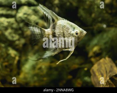 Scallare de Pterophyllum flottant ou angelfish dans le réservoir. Poissons d'aquarium d'eau douce avec des écailles brillantes. Banque D'Images