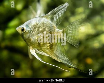 Scallare de Pterophyllum flottant ou angelfish dans le réservoir. Poissons d'aquarium d'eau douce avec des écailles brillantes. Banque D'Images