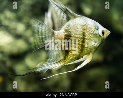 Scallare de Pterophyllum flottant ou angelfish dans le réservoir. Poissons d'aquarium d'eau douce avec des écailles brillantes. Banque D'Images