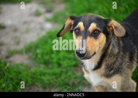 Portrait d'un chien noir avec un museau jaune. Beau mongrel avec de longues oreilles. Prendre soin des animaux sans abri. Banque D'Images