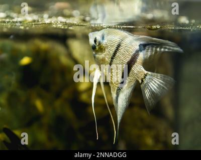 Scallare de Pterophyllum flottant ou angelfish dans le réservoir. Poissons d'aquarium d'eau douce avec des écailles brillantes. Banque D'Images