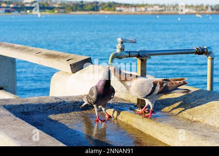 Un couple de pigeons partageant des gouttes d'eau d'un robinet par une journée ensoleillée Banque D'Images