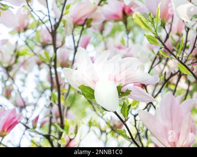 Le soleil brille à travers le feuillage et les fleurs roses de Magnolia Susan. Fond de source naturel avec fleurs en fleur. Banque D'Images