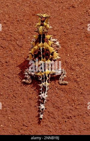 Le diable épineux (Moloch horridus), également connu sous le nom de diable de montagne, lézard épineux, dragon épineux, et moloch, est une espèce de lézard dans le Banque D'Images
