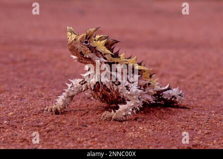 Le diable épineux (Moloch horridus), également connu sous le nom de diable de montagne, lézard épineux, dragon épineux, et moloch, est une espèce de lézard dans le Banque D'Images
