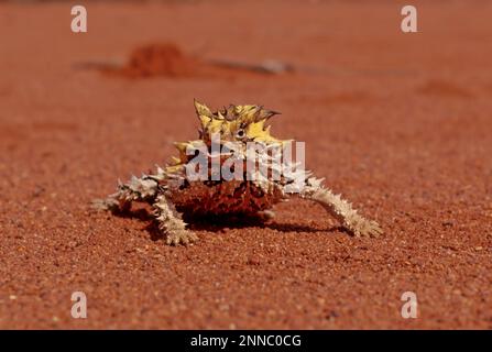 Le diable épineux (Moloch horridus), également connu sous le nom de diable de montagne, lézard épineux, dragon épineux, et moloch, est une espèce de lézard dans le Banque D'Images