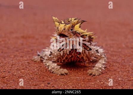 Le diable épineux (Moloch horridus), également connu sous le nom de diable de montagne, lézard épineux, dragon épineux, et moloch, est une espèce de lézard dans le Banque D'Images