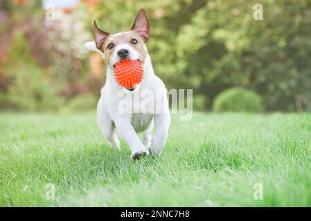 Joyeux chien joyeux tenant le ballon jouet dans la bouche courant et jouant le jour ensoleillé de printemps à l'extérieur Banque D'Images