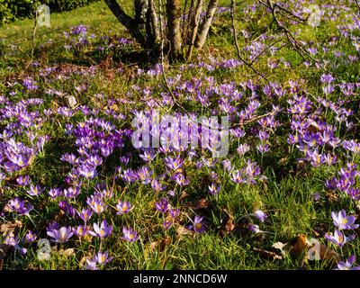 Le Crocus tommasinianus naturalisé ouvre un jour ensoleillé de février dans une pelouse à la Garden House, Buckland Monachorum, Devon Banque D'Images