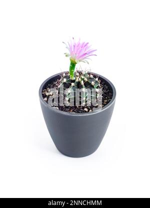 Mammillaria cactus dans un pot isolé sur fond blanc Banque D'Images