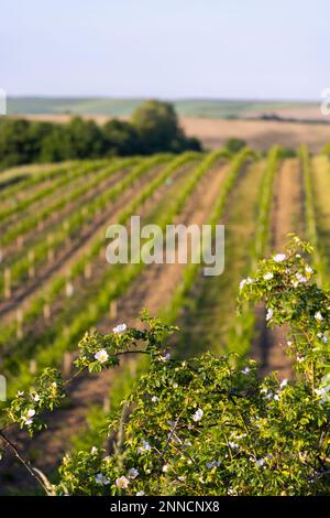 Vignoble de printemps près de Cejkovice, Moravie du Sud, République tchèque Banque D'Images