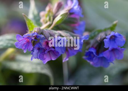 Gros plan de l'usine colorée de Borage, Pulmonaria longifolia ' Bertram Anderson ' Banque D'Images