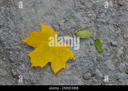Belle feuille d'érable jaune d'automne, se trouve sur l'asphalte humide, solitaire, vue de dessus, gros plan, espace de copie. Symbole de l'automne et de refroidissement - jaune labellisé feuille tombée de Banque D'Images