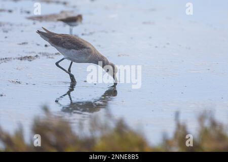 Oiseaux de mer dans la mangrove de l'estuaire de Santa Cruz de Kino Viejo à Sonora Mexico. (Photo par Luis Carlos Gonzalez/Norte photo) Aves marinas en el manglar del estero Santa Cruz de Kino viejo en Sonora Mexique. (Photo par Luis Carlos Gonzalez/Norte photo) Banque D'Images