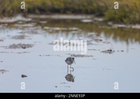 Oiseaux de mer dans la mangrove de l'estuaire de Santa Cruz de Kino Viejo à Sonora Mexico. (Photo par Luis Carlos Gonzalez/Norte photo) Aves marinas en el manglar del estero Santa Cruz de Kino viejo en Sonora Mexique. (Photo par Luis Carlos Gonzalez/Norte photo) Banque D'Images