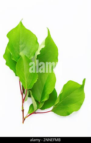 Brindilles aux feuilles d'abricots. Isolé sur un fond blanc. Le fichier contient un chemin d'écrêtage. Banque D'Images