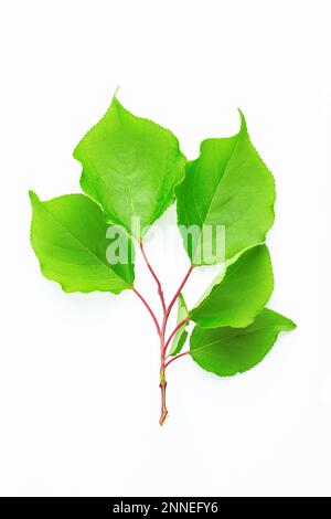 Brindilles aux feuilles d'abricots. Isolé sur un fond blanc. Le fichier contient un chemin d'écrêtage. Banque D'Images