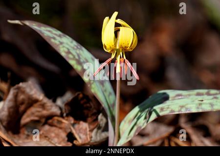 Lys de truite jaune en fleur au printemps Banque D'Images