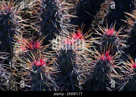 Cactus en gros plan Baja California sur, Mexique Banque D'Images