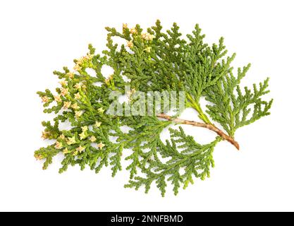 Branche de sapin Platycladus avec des cônes isolés sur fond blanc. Platycladus orientalis Banque D'Images