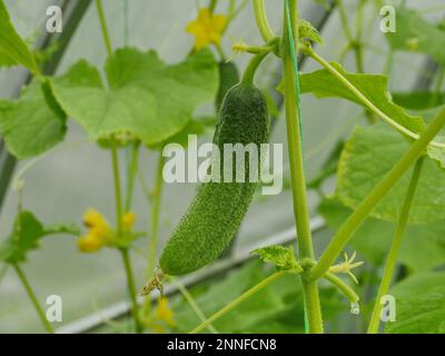 concombre vert pickly accroché à une branche dans une serre Banque D'Images