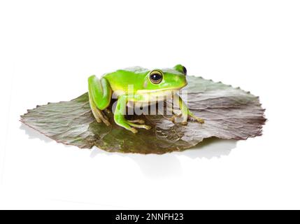 Exemple de petite grenouille exotique Banque D'Images