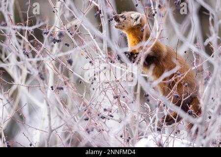 Marten américain mangeant des baies dans un arbre. Banque D'Images