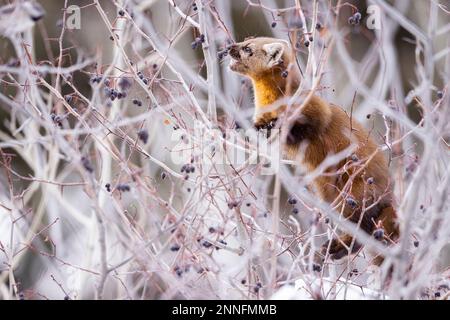 Marten américain mangeant des baies dans un arbre. Banque D'Images