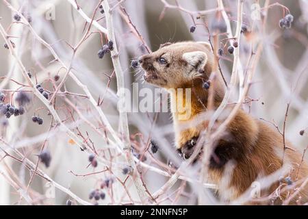 Marten américain mangeant des baies dans un arbre. Banque D'Images