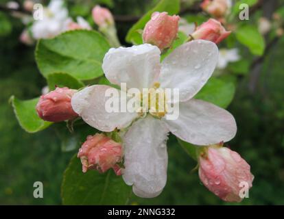 Fleurs ouvertes et jeunes bourgeons de pommier en fleur avec des gouttes d'eau sur des pétales et des feuilles en gros plan photo Banque D'Images