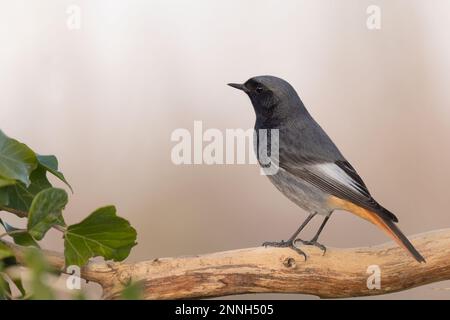 Le petit oiseau de passerine noir redstart mâle (Phoenicurus ochruros). Banque D'Images