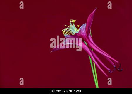 Vue latérale du blanc et du magenta Columbine Banque D'Images