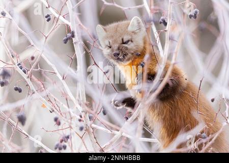 Marten américain mangeant des baies dans un arbre. Banque D'Images