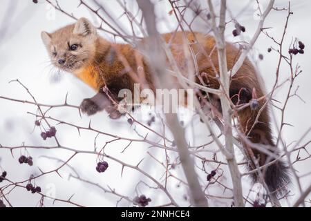 Marten américain mangeant des baies dans un arbre. Banque D'Images