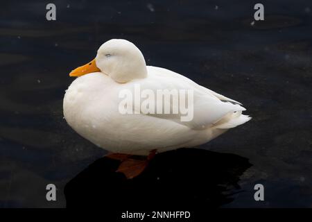 Un canard colvert blanc dans un étang Banque D'Images