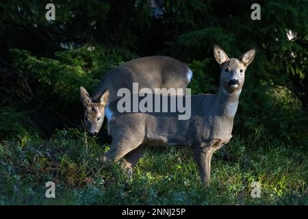 Les chevreuils dans la forêt Banque D'Images