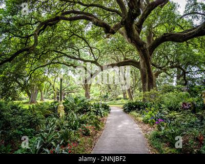 Jardin avec des chênes à Houmas House and Gardens, ca 1840, manoir et plantation, historique, registre national pour les lieux historiques Burnside, Louisiane Banque D'Images