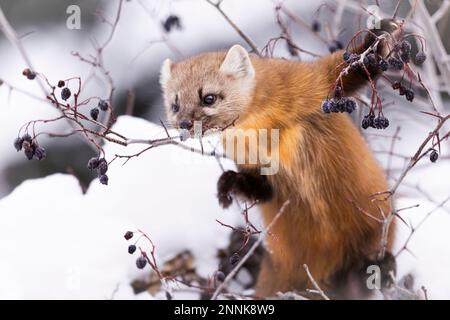 Marten américain mangeant des baies dans un arbre. Banque D'Images