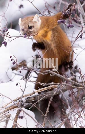 Marten américain mangeant des baies dans un arbre. Banque D'Images