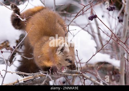 Marten américain mangeant des baies dans un arbre. Banque D'Images