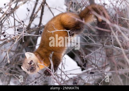 Marten américain mangeant des baies dans un arbre. Banque D'Images