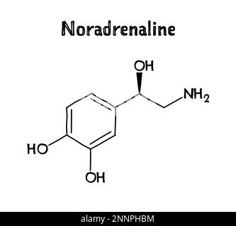 Structure moléculaire de la noradrénaline. La noradrénaline, ou norépinéphrine, est neurotransmetteur et hormone dans le corps humain. .Formule structurelle vectorielle de composé chimique. Stylo noir de style dessiné à la main. Illustration de Vecteur