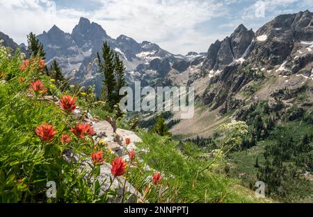 Pinceau orange le long de la pente abrupte surplombant le sentier de division de pinceau dans le parc national de Grand Teton Banque D'Images