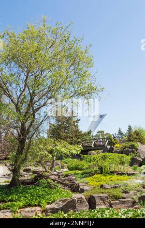 Bordure rocheuse avec Hosta - Plaintain Lily plants, arbres à fleurs, fleurs et passerelle en bois dans le jardin alpin avec stade olympique, Montréal. Banque D'Images