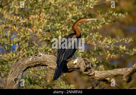 Le dard africain (Anhinga rufa) est assis sur une branche du fleuve Kavango, près de Rundu, région orientale de Kavango, Namibie Banque D'Images