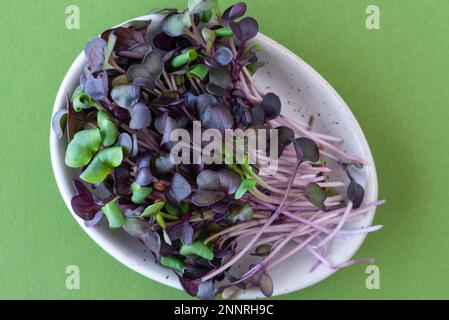 Pousses de radis violets micro verts Banque D'Images