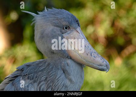 Shoebill (Balaeniceps rex), présence en Afrique, captif, portrait d'animaux, Japon Banque D'Images