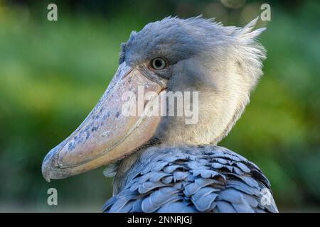 Shoebill (Balaeniceps rex), présence en Afrique, captif, portrait d'animaux, Japon Banque D'Images