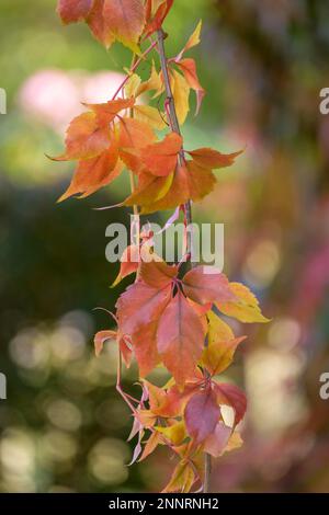 Décoloration de feuilles de vigne sauvage Banque D'Images